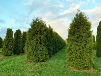 Туя западная Смарагд (Thuja occidentalis Smaragd) - Хвойные растения весна  2024 года - купить туи, сосны, ели.