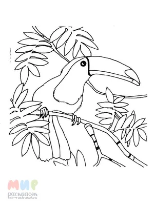 Радужный тукан - Туканы | Некоммерческий учебно-познавательный  интернет-портал Зоогалактика