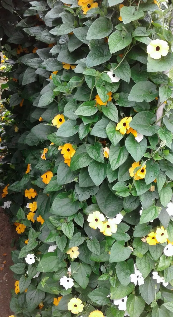 Тунбергия майсурская Thunbergia mysorensis