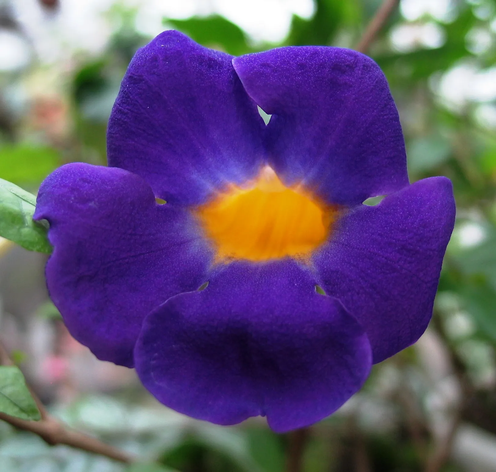 Тунбергия майсурская Thunbergia mysorensis