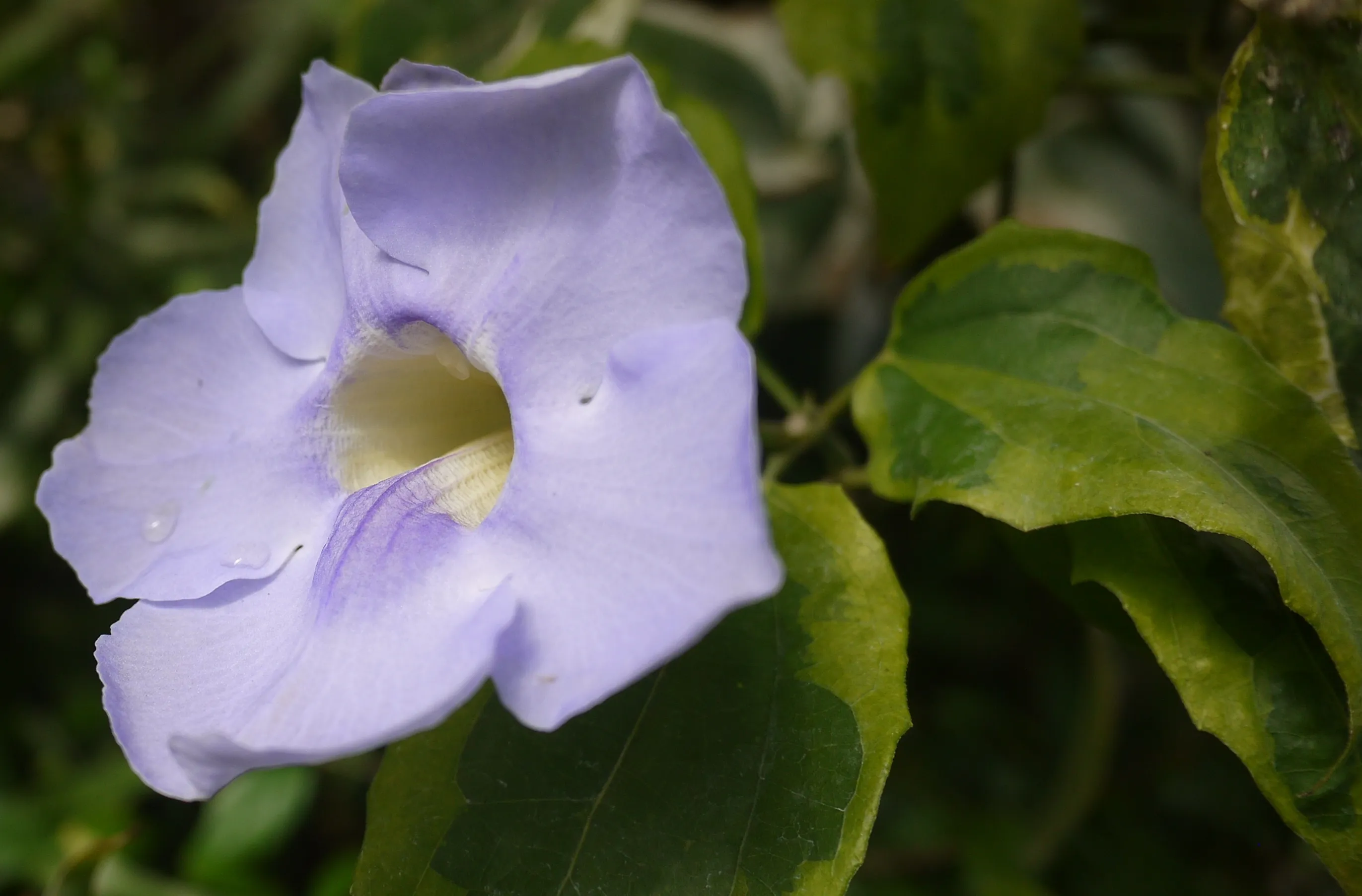 Тунбергия майсурская Thunbergia mysorensis