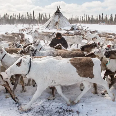 Люди тундры – GoArctic.ru – Портал о развитии Арктики