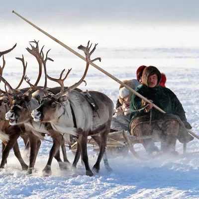 Жена оленевода рассказала, как в тундре рожают детей | TravelManiac | Дзен