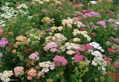 Тысячелистник птармика (Achillea ptarmica)