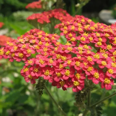 Тысячелистник MIX (Achillea) конт. c1 | Строим Сад