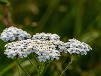 Millefolium Achillea широко известный как тысячелистник обыкновенный или  общий тысячелистник обыкновенный Стоковое Фото - изображение насчитывающей  необходимо, зеленый: 189488916