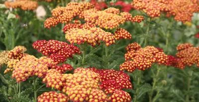 Тысячелистник Птармика \"Achillea\" купить по цене 550 рублей от питомника  саженцев и растений Центросад | Фото и консультация по уходу