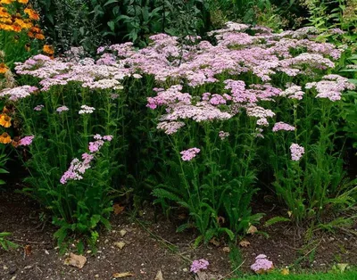 Желтый тысячелистник обыкновенный, Achillea, Clypeolata, Стоковое Фото -  изображение насчитывающей здорово, ингридиент: 97859984