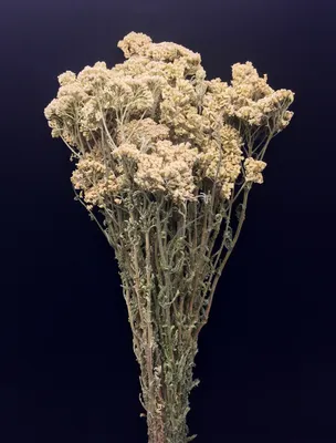 Тысячелистник обыкновенный (Achillea millefolium). Макро съёмка цветов  фотография Stock | Adobe Stock