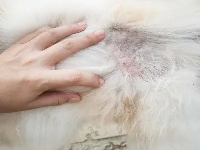 У собаки выпадает шерсть на спине: причины, лечение, профилактика | PetGuru