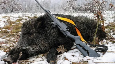 Крымский охотник - охотничий блог - Куда и как стрелять по кабану на охоте  (обновлено 18.11.2023)
