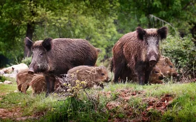 чума свиней (АЧС) - угроза свиноводству Беларуси и стран-соседей!