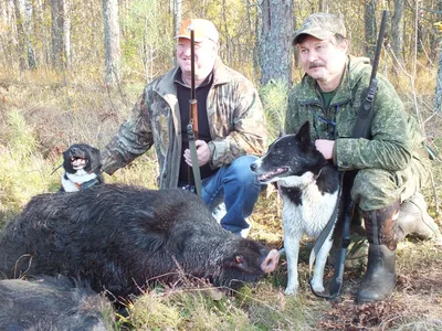 Охота в сентябре: разрешенные виды охоты и сроки на лося, кабана, утку