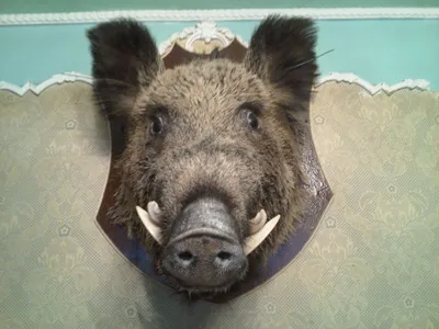Африканская чума свиней (АЧС) - ГБУ КО «Думиничская межрайонная станция по  борьбе с болезнями животных»
