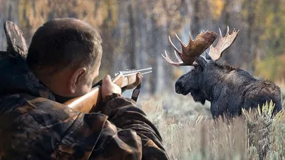 Охота на лося – советы, способы, оружие