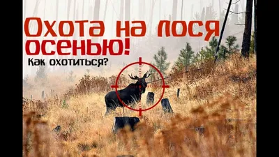 Убойное место - Форум для начинающих охотников - Охота брат, охота и  рыбалка. Форум охотников России