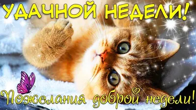 Лёгкого понедельника,удачной недели! ~ Открытка (плейкаст)