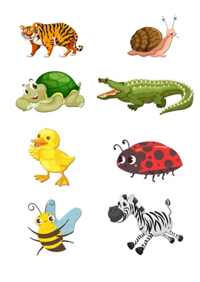 Printable Activity for Learning Animals and Their Features