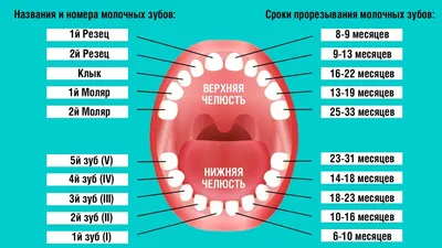 Уход за зубами - полезная привычка с раннего детства! – интернет-магазин  Олант