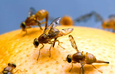 Клоп, комар или клещ? Как различить укусы насекомых и что с ними делать |  Ридус | Дзен