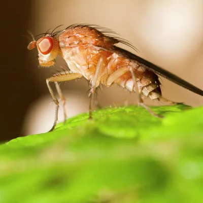 Укусы насекомых: меры безопасности и помощь при укусах