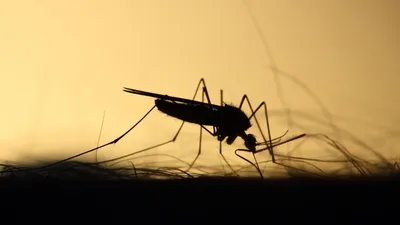Укусы комаров: снятие зуда народными средствами - полезные статьи о  садоводстве от Agro-Market24