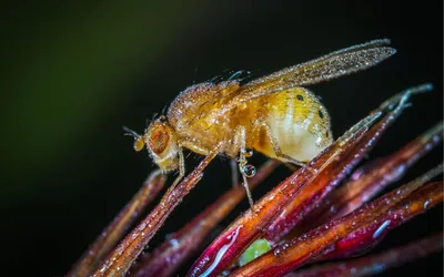 Насекомое Томкат или Томкэт (Tomkat), укусы насекомых на Бали - Балифорум
