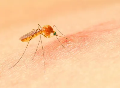 Комары, песчаные мухи, клещи: начался сезон укусов в Израиле. Советы врача