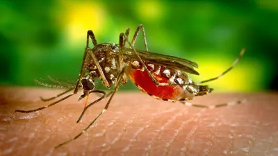 Гомеопатическая помощь при аллергии на укусы насекомых - Клиника С Ганемана