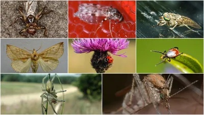 Как по укусу определить насекомое - фото и симптомы - Апостроф