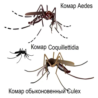 Школьная медсестра: укусы насекомых и животных требуют быстрых и  решительных действий | Эстония | ERR