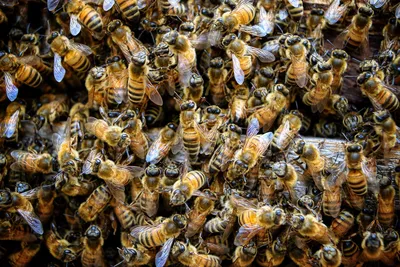 Улей — стоковые фотографии и другие картинки Пчелиное гнездо - Пчелиное  гнездо, Без людей, Близость - iStock
