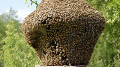 Внутри Улей — стоковые фотографии и другие картинки Пчела - Пчела, Пчелиный  улей, Медовая сота - iStock
