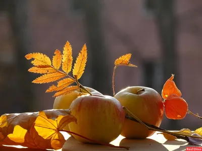 Осень - последняя самая восхитительная улыбка года - Скачайте на Davno.ru