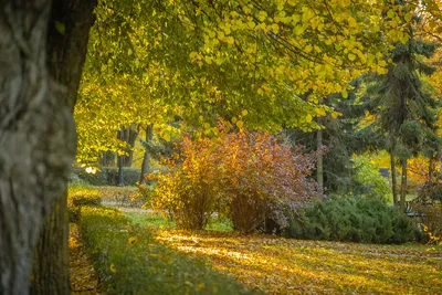 Осенние листья падают Счастливая улыбка осени Стоковое Фото - изображение  насчитывающей падение, женщина: 162028240