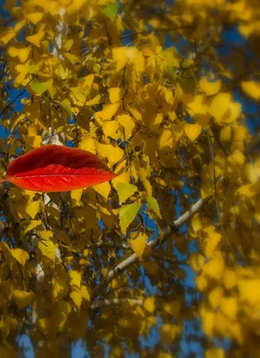 Праздник \"Улыбка Осени\" » Фотоальбомы » Детский развивающий Центр Радуга в  Жулебино