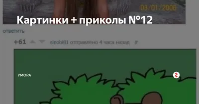 юмор #смех #умора #свежак #годнота #картинки #вголос #мемы  #бред#mem#gif#video#humor#video#gifs | Funny cat pictures, Funny animal  memes, Cat memes