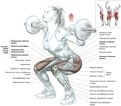 Тренировки дома - Качаем попу! 💪🍑 На просторах интернета множество самых  разных упражнений для ягодиц и бедер. Как понять: какие будут работать, а  какие нет? Чтобы упражнения были эффективны, нужно, чтобы мышцы