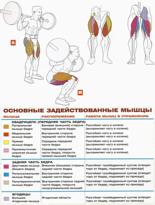 Как накачать ягодицы. 5 простых упражнений для прокачки ягодиц - Чемпионат