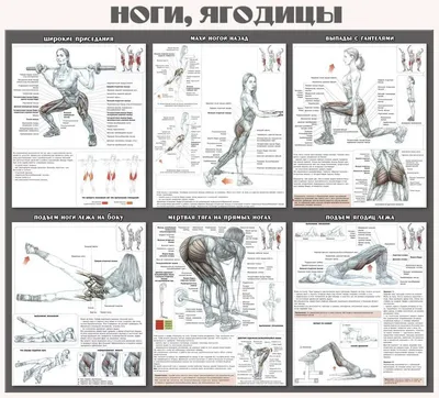 Картинки по запросу упражнения для ягодиц
