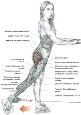 Картинки по запросу красивые ягодицы дома | Упражнения для ягодиц, Ягодицы,  Упражнения