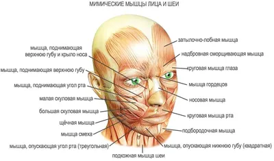 Фейсбилдинг - гимнастика для лица ᐈ Фейсфитнес для лица - Информатор