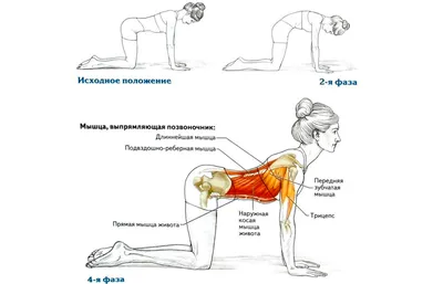 МАУ Спортивный город | Упражнения, которые снимут напряжение с мышц спины и  шеи!