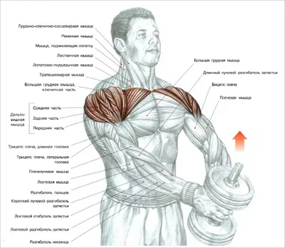 Упражнения на плечи и руки с гантелями для мужчин и женщин в домашних  условиях, как накачать бицепс, трицепс и плечи дома. Спорт-Экспресс
