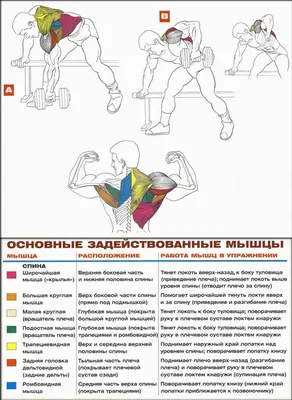 Как укрепить спину у себя дома: 4 лучших упражнения. Изображение номер 3 |  Упражнения, Тренировка тела, Мышцы спины