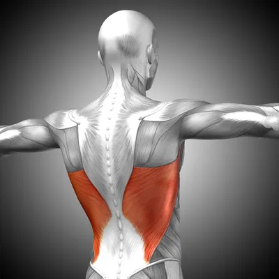 Какие бывают тренажеры для позвоночника и мышц спины?