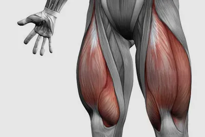 Четырехглавая мышца бедра: анатомия, расположение, фото и типичные травмы  квадрицепса
