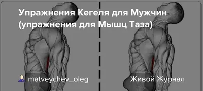 Упражнения Кегеля для женщин и мужчин в домашних условиях: зачем и как  правильно делать, сколько раз, помогают ли упражнения Кегеля, о… | Kegel,  Health fitness, Aha