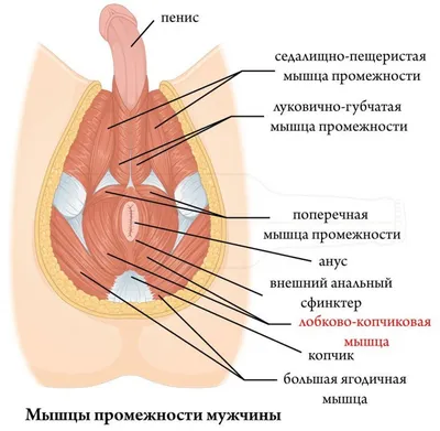 Упражнения Кегеля для мужчин: как делать, зачем укреплять мышцы тазового дна