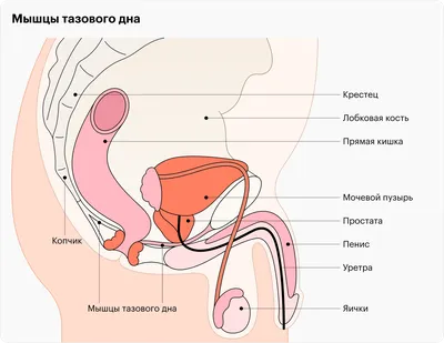 Техника выполнения упражнений Кегеля для мужчин в домашних условиях